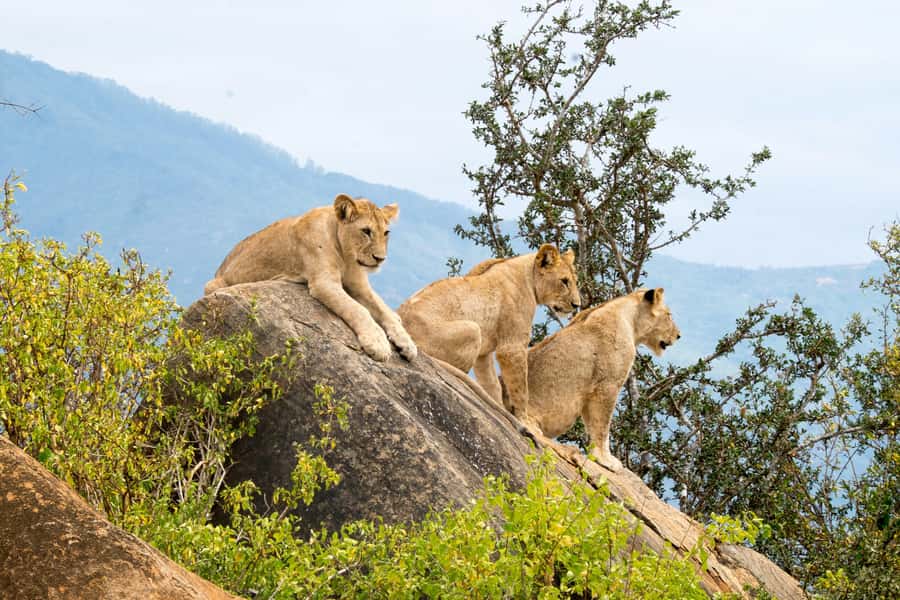 Day tour to Tsavo East National Park from Malindi/ Watamu - The pipeline area and dust-red elephants