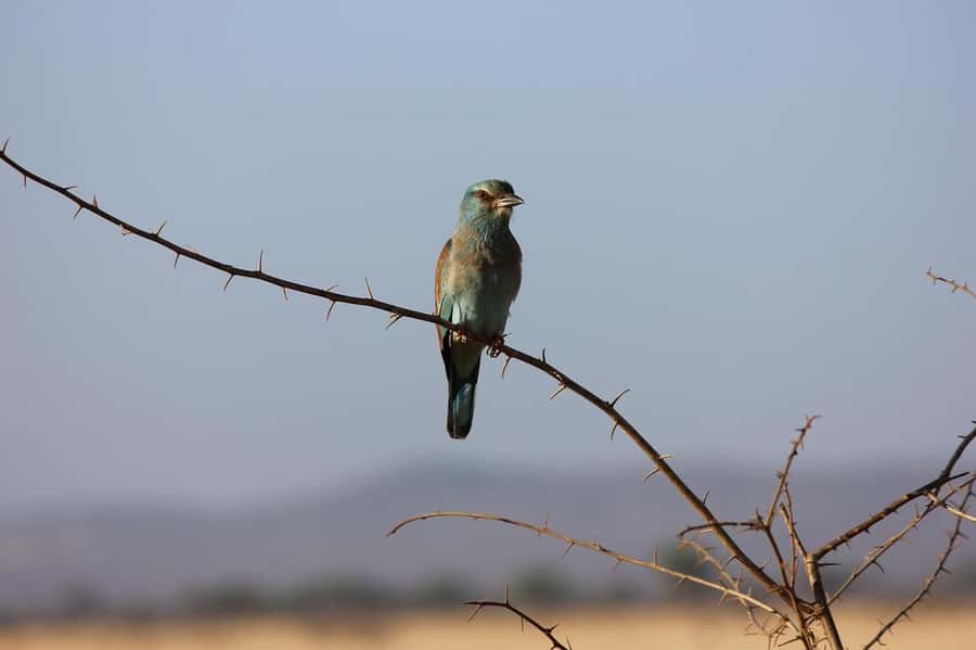 Day tour to Tsavo East National Park from Malindi/ Watamu - Lunch at Voi Wildlife Lodge