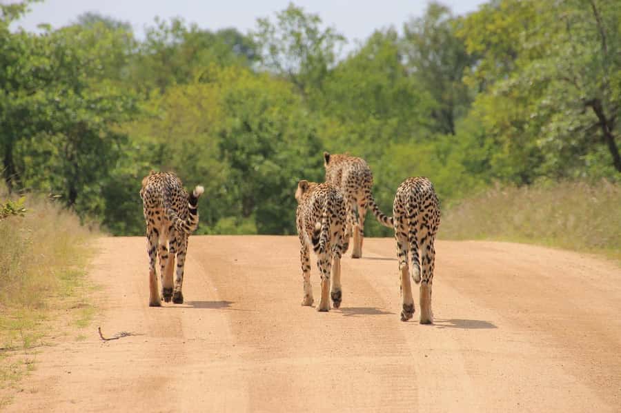 Day tour to Tsavo East National Park from Malindi/ Watamu - What the $389 price includes