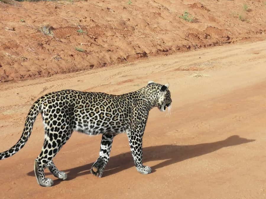 DAY TOUR TO TSAVO EAST NATIONAL PARK FROM MOMBASA/DIANI - Key points to know before booking