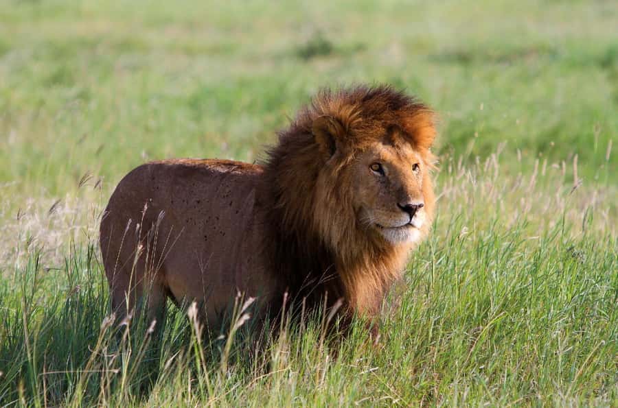 DAY TOUR TO TSAVO EAST NATIONAL PARK FROM MOMBASA/DIANI - Why Tsavo East makes a good coastal safari