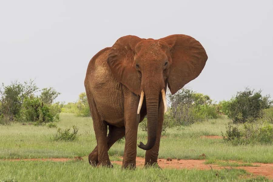 DAY TOUR TO TSAVO EAST NATIONAL PARK FROM MOMBASA/DIANI - Lunch inside Tsavo East