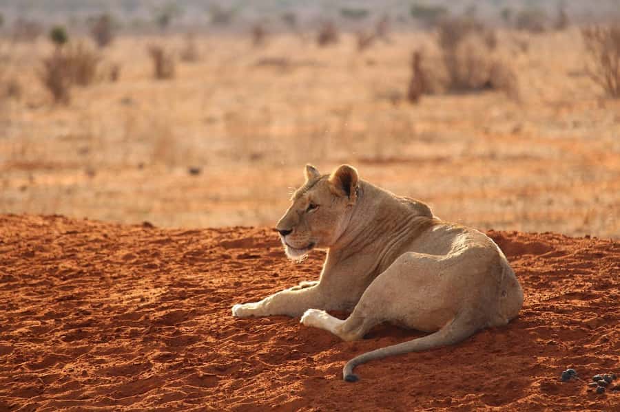 DAY TOUR TO TSAVO EAST NATIONAL PARK FROM MOMBASA/DIANI - The afternoon game drive and park exit