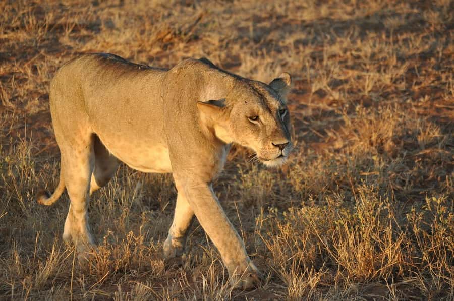 DAY TOUR TO TSAVO EAST NATIONAL PARK FROM MOMBASA/DIANI - The long drive and the value of time