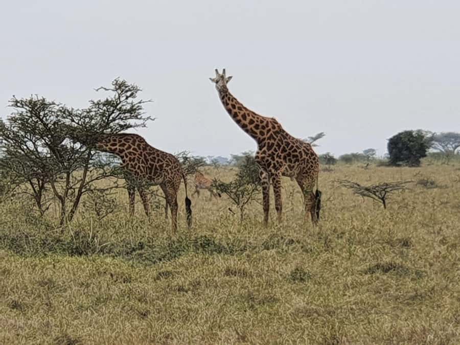 DAY TOUR TO TSAVO EAST NATIONAL PARK FROM MOMBASA/DIANI - The 5:00 am pickup from Mombasa or Diani