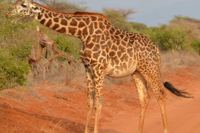 Day Tour to Tsavo East National Park from Mombasa or Diani - Why Tsavo East works as a day trip from the coast