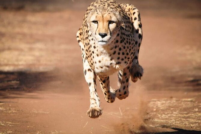 Day Tour to Tsavo East National Park from Mombasa or Diani - Aruba Dam and the value of a water source