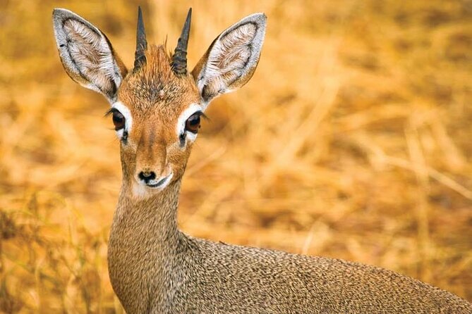 Day Tour to Tsavo East National Park from Mombasa or Diani - The afternoon game drive and the Big Five question
