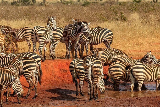 Day Tour to Tsavo East National Park from Mombasa or Diani - What the $280 price includes, and what it leaves out