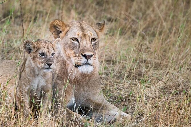 Day Tour to Tsavo East National Park from Mombasa or Diani - Who will get the most from this safari