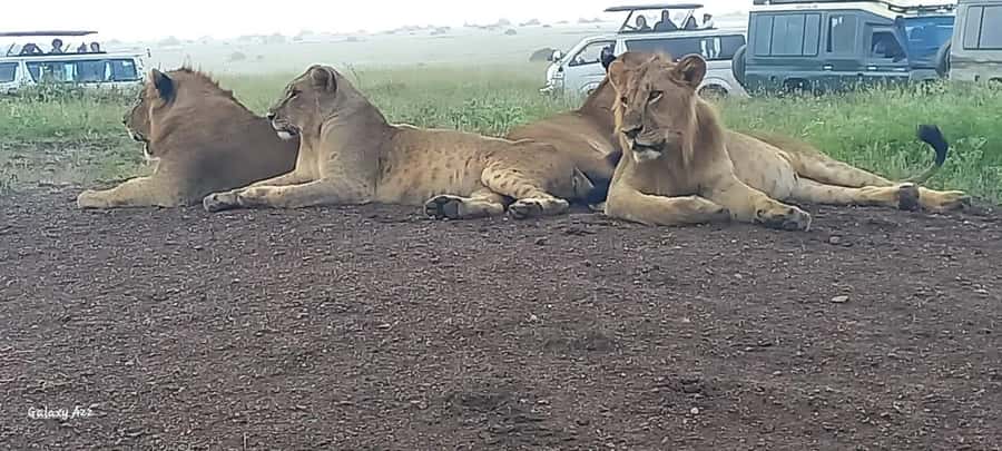 Day trip amboseli national park from nairobi budget safari. - Key points at a glance