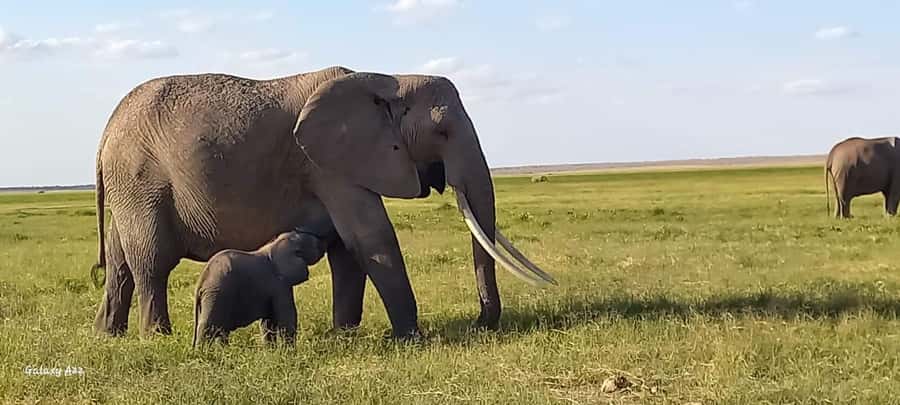 Day trip amboseli national park from nairobi budget safari. - Why Amboseli makes a strong Nairobi day trip