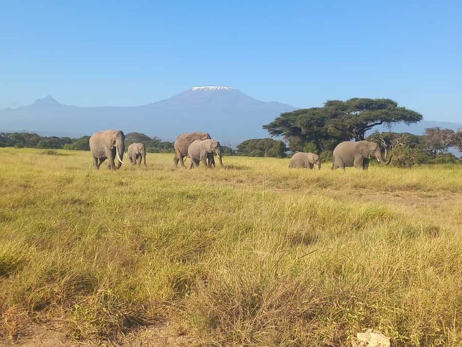 Day trip amboseli national park from nairobi budget safari. - Kilimanjaro views and the best photo stops
