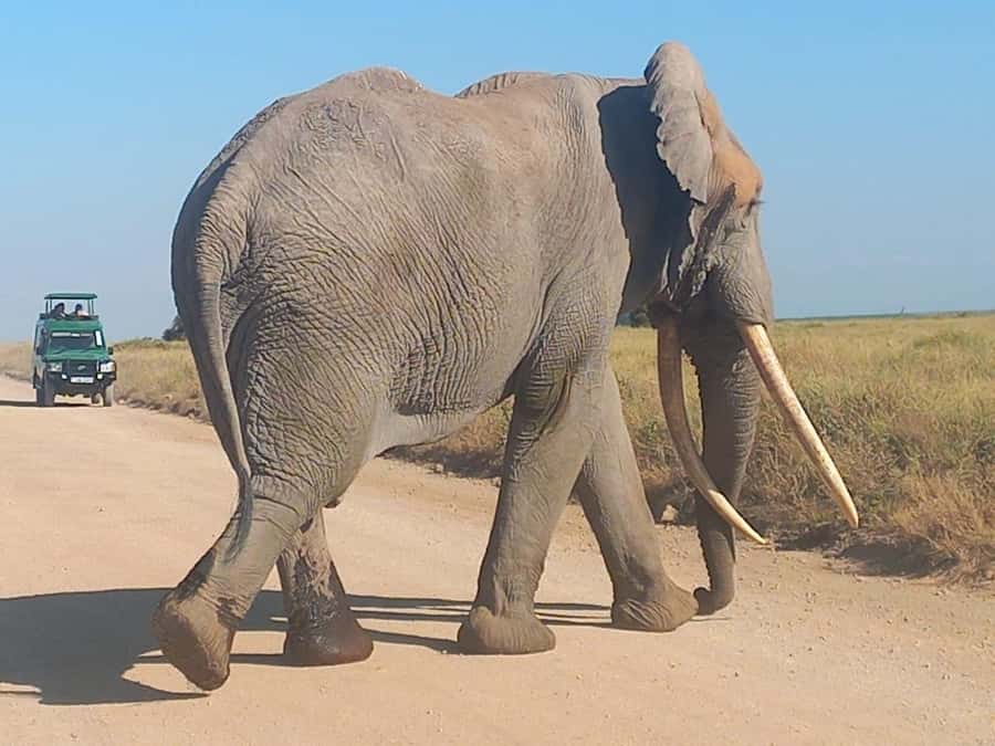 Day trip amboseli national park from nairobi budget safari. - What the $70 price really means
