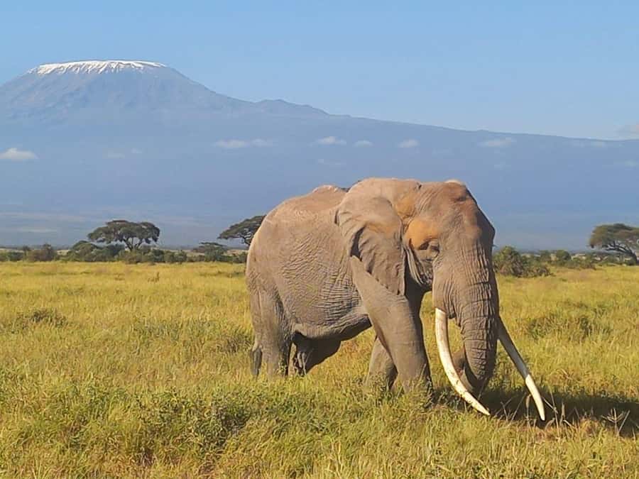Day trip amboseli national park from nairobi budget safari. - The guide makes the difference