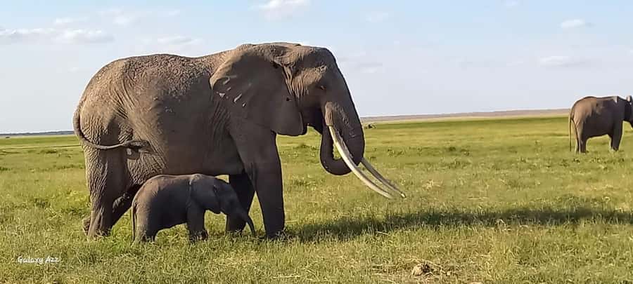 Day trip amboseli national park from nairobi budget safari. - Leaving Nairobi in a pop-up-roof four-wheel drive
