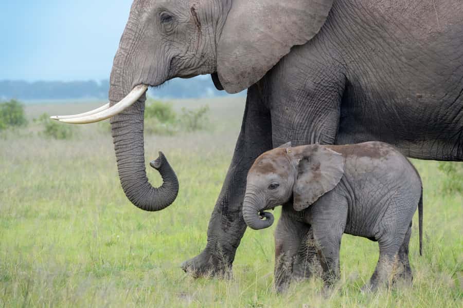 Day Trip: Amboseli National Park & Maasai Village – Nairobi - Why Amboseli works as a one-day safari