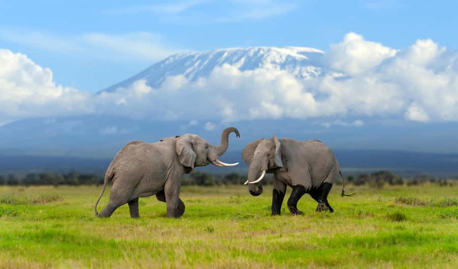 Day Trip: Amboseli National Park & Maasai Village – Nairobi - Five hours among Amboseli’s elephants
