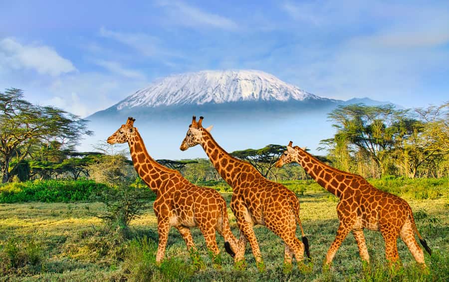 Day Trip: Amboseli National Park & Maasai Village – Nairobi - Lunch at a local restaurant