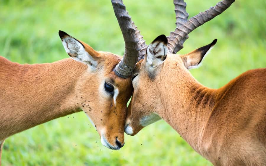 Day Trip: Amboseli National Park & Maasai Village – Nairobi - Inside the Maasai village visit