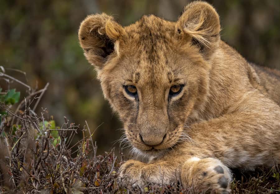 Day Trip: Amboseli National Park & Maasai Village – Nairobi - The early departure from Nairobi