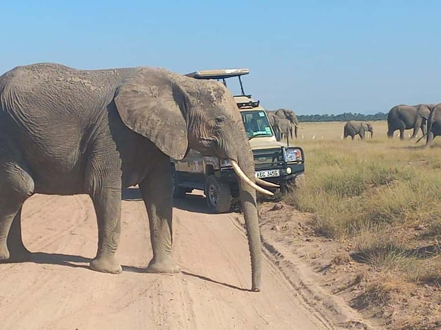 DAY TRIP AMBOSELI PARK FROM NAIROBI AND MASAI VILLAGE. - Four hours among Amboseli’s plains and marshes