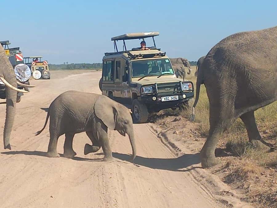 DAY TRIP AMBOSELI PARK FROM NAIROBI AND MASAI VILLAGE. - Kilimanjaro views and the best photo stops