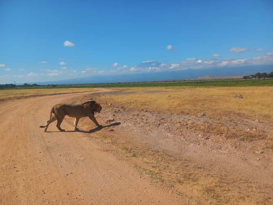 DAY TRIP AMBOSELI PARK FROM NAIROBI AND MASAI VILLAGE. - Lunch is not included, so plan for it