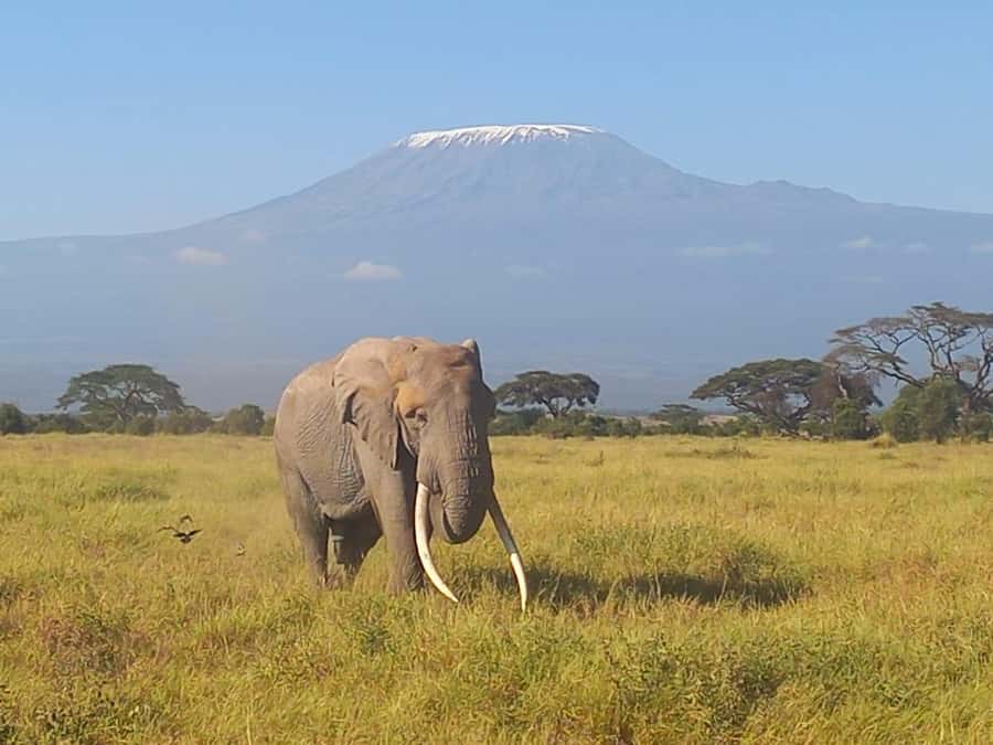 DAY TRIP AMBOSELI PARK FROM NAIROBI AND MASAI VILLAGE. - The early drive from Nairobi