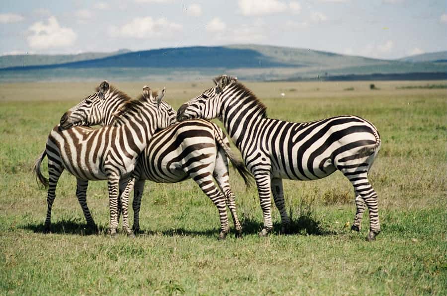 Day Trip: Hell's Gate Bike Ride & Lake Naivasha Boat Ride - Cycling past wildlife at Hell’s Gate