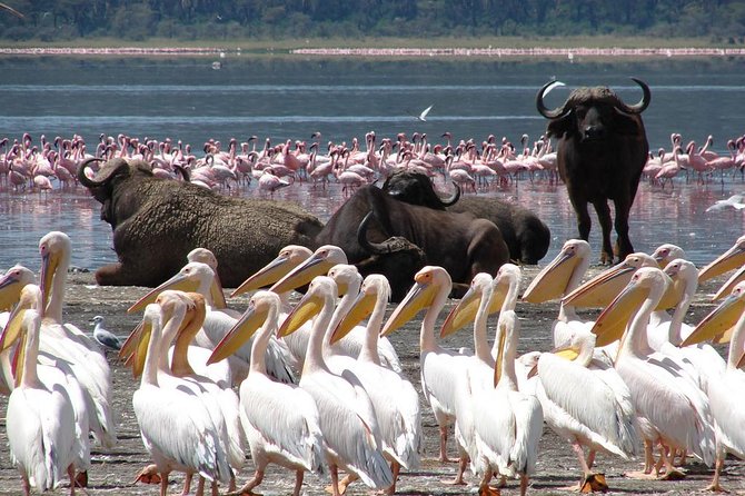 Day trip - Lake Nakuru National Park Tour From Nairobi - Entering Lake Nakuru National Park