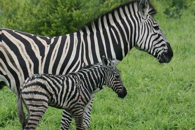 Day trip - Lake Nakuru National Park Tour From Nairobi - Watching for lions, leopard, and giraffes