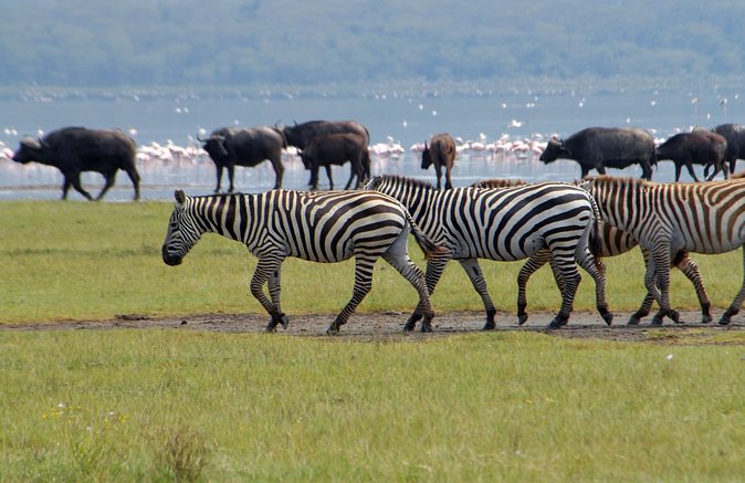 Day trip - Lake Nakuru National Park Tour From Nairobi - What the $130 price really covers