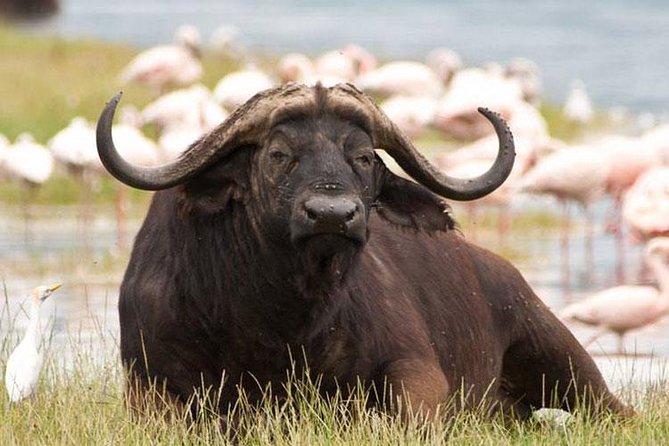 Day trip - Lake Nakuru National Park Tour From Nairobi - Who will get the most from this tour