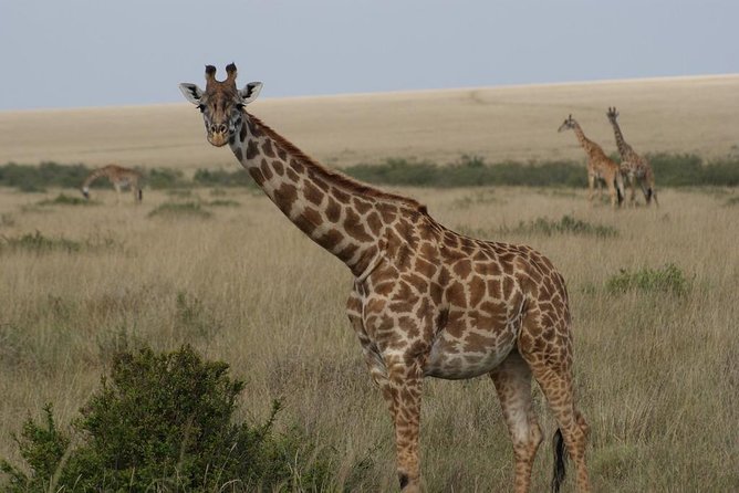 Day trip - Lake Nakuru National Park Tour From Nairobi - Booking details worth checking first