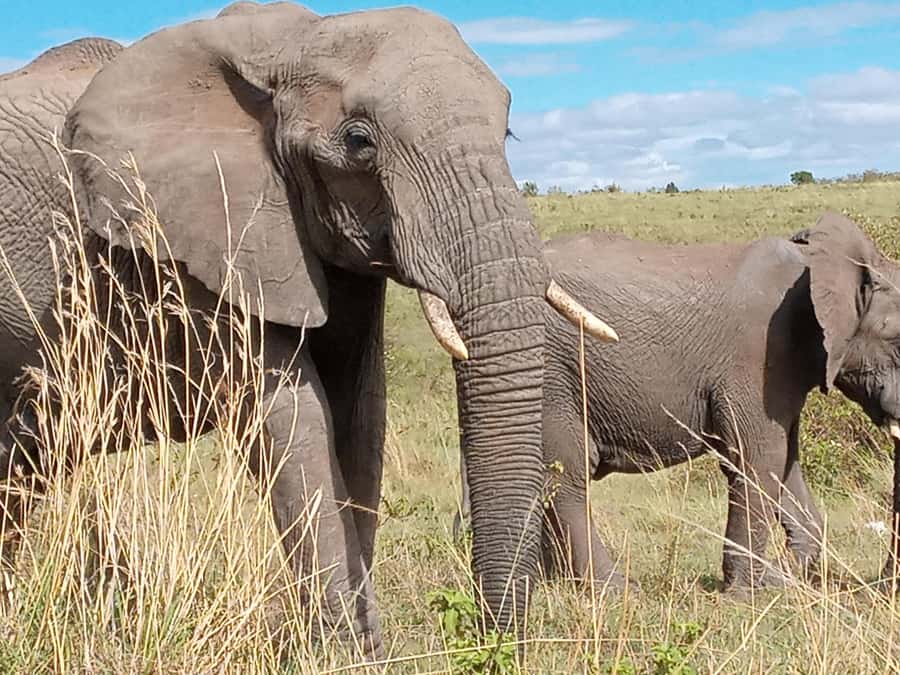 Day Trip to Amboseli National Park from Nairobi. - Why Amboseli works so well as a day trip