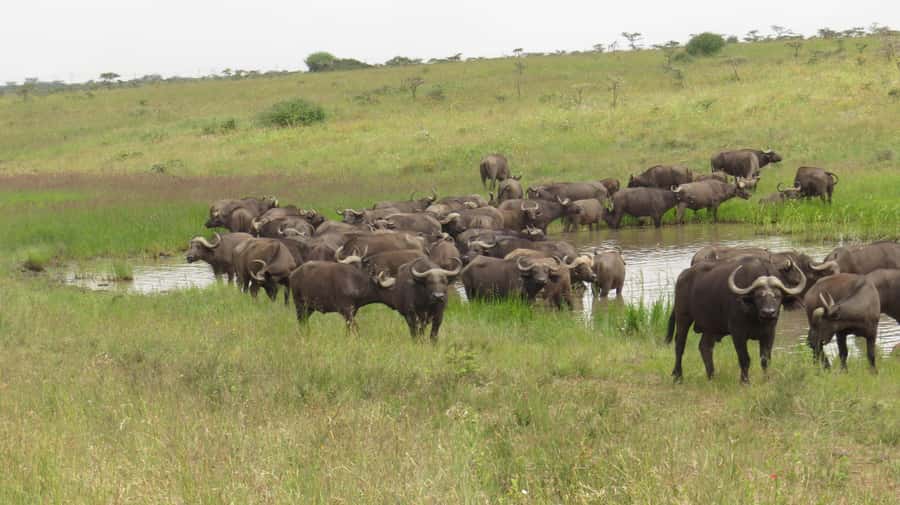 Day Trip to Amboseli National Park from Nairobi. - The pre-dawn pickup from Nairobi