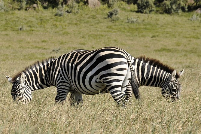 Day Trip To Crescent Island And Hells Gate National Park - Why this Nairobi day trip works for a tight schedule