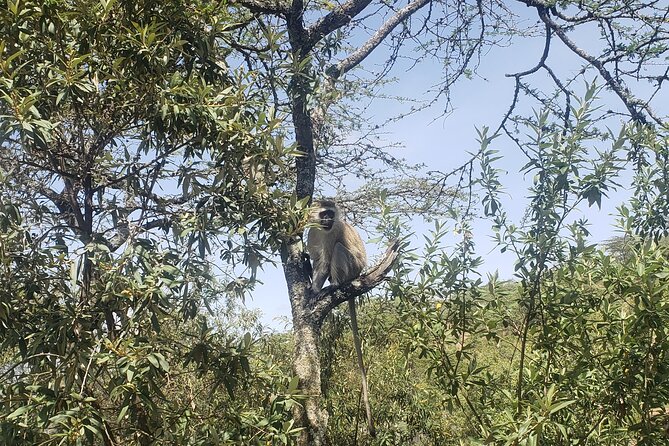 Day trip to Hells Gate National Park with boat ride on Lake Naivasha - What you see during the one-hour boat ride