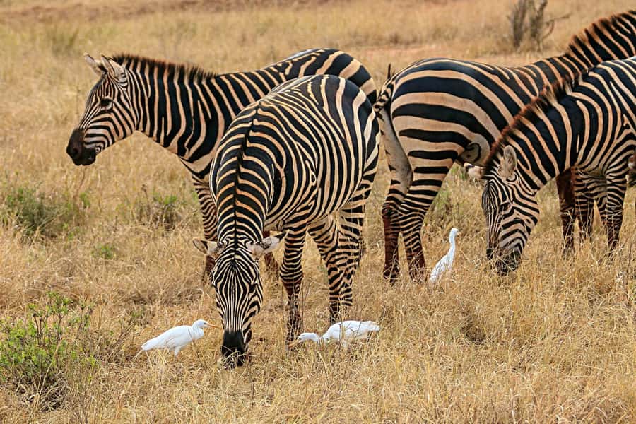 Day Trip to Lake Nakuru National Park from Nairobi - Key Points at a Glance