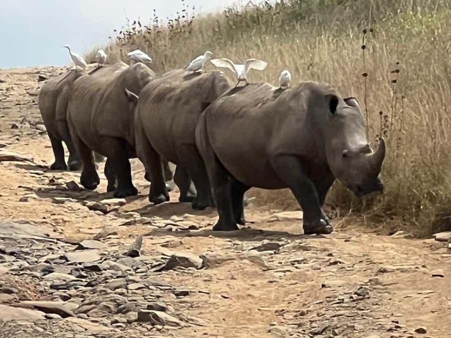 Day Trip to Lake Nakuru National Park from Nairobi - Leaving Nairobi for the Great Rift Valley