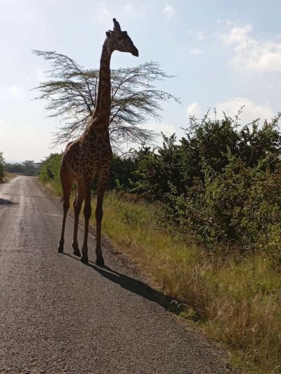 Day Trip to Lake Nakuru National Park from Nairobi