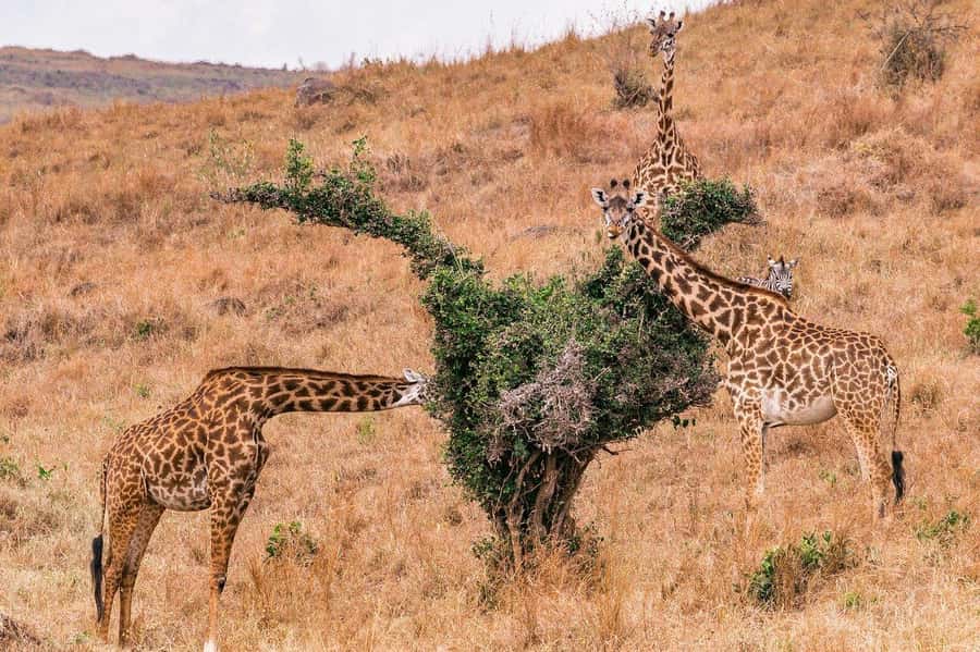 Day Trip to Lake Nakuru National Park from Nairobi - Who Will Enjoy This Lake Nakuru Trip?