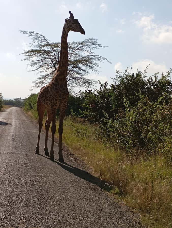 Day Trip to Lake Nakuru National Park from Nairobi - Entering Lake Nakuru National Park