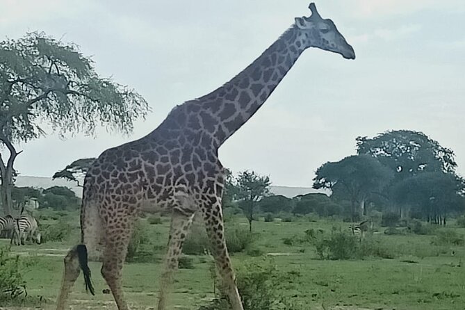 Day Trip to Mount Longonot National Park and Lake Naivasha - Why Mount Longonot Makes a Strong Nairobi Day Trip