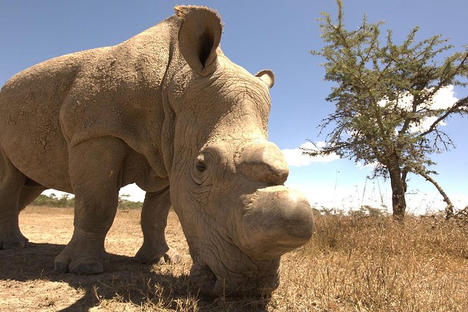 Day trip to Ol Pejeta conservancy from Nairobi - What the Private Format Really Gives You