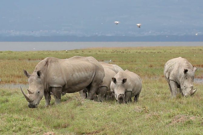 Day trip to Ol Pejeta conservancy from Nairobi - Who Will Enjoy This Day Most