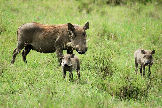 Day trip to Ol Pejeta conservancy from Nairobi - Booking Advice for a Smoother Day