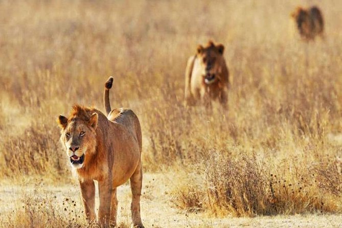 Day Trip - Tsavo East National Park ( Man Eater Lions of Tsavo & Other Big Five) - Leaving the coast at 4:30 a.m.