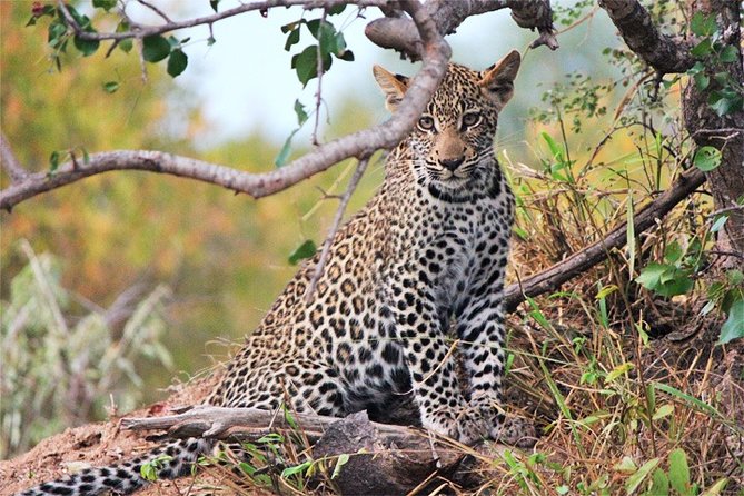 Day Trip - Tsavo East National Park ( Man Eater Lions of Tsavo & Other Big Five) - Lunch is flexible, but not included